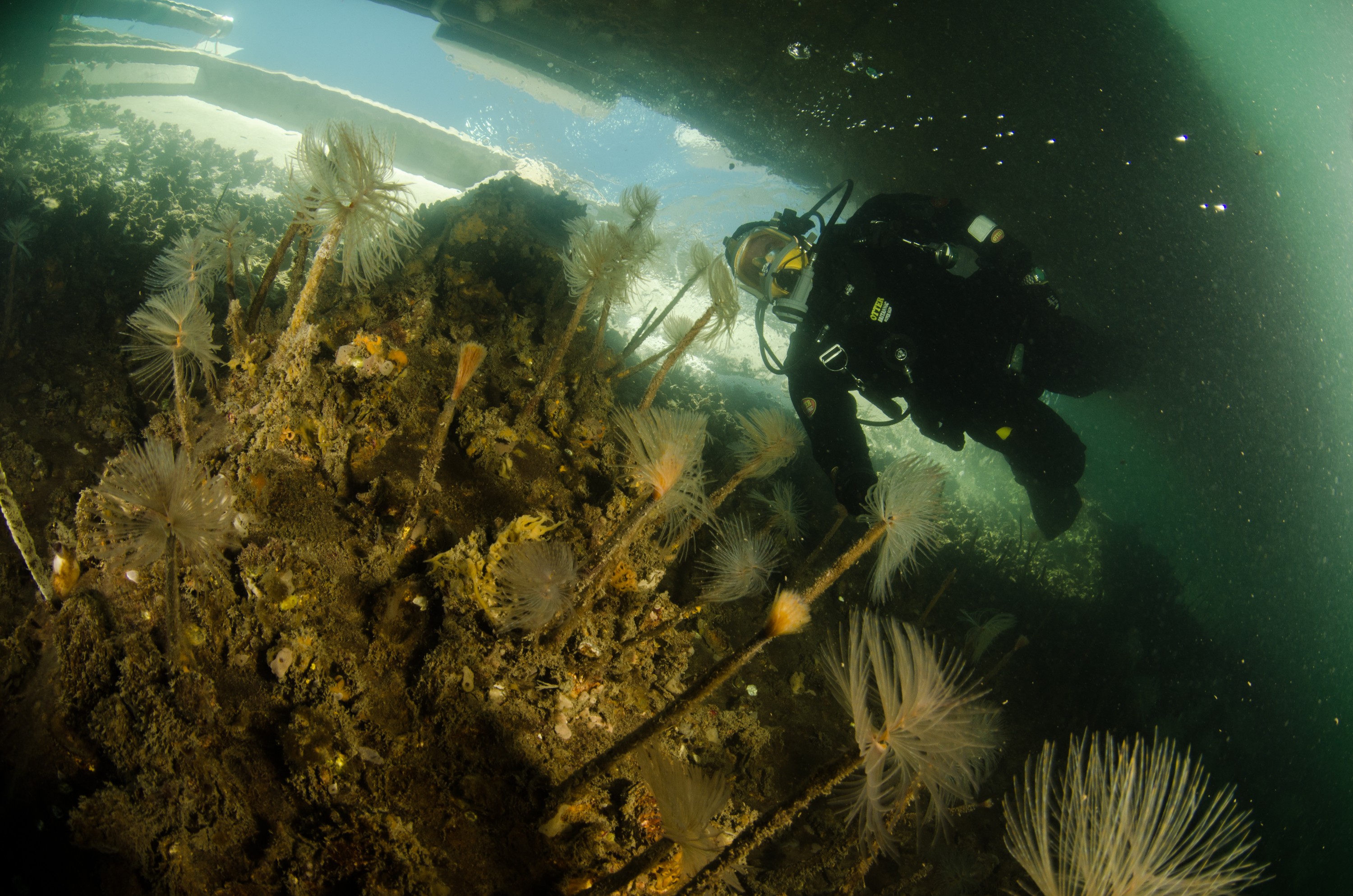 DSC_3054 – Mediterranean, fanworm, Sabella, spallanzanii, marine, pest, Auckland, underwater, crispin, nz, new, zealand, new zealand, fan, worm, marine, pest, invasive, Biosecurity